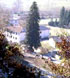 Abete di Cittareale