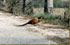 La Fauna