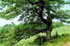 Albero monumentale