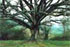 Albero monumentale