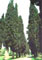 Albero monumentale
