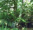 Albero monumentale