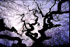Albero monumentale