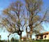 Albero monumentale