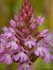 Le orchidee spontanee