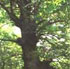 Albero monumentale