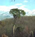 Albero monumentale