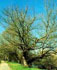 Albero monumentale