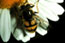 Blera (diptera, syrphidae)