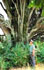 Albero monumentale