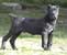 Il cane Corso Italiano