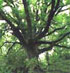 Albero monumentale